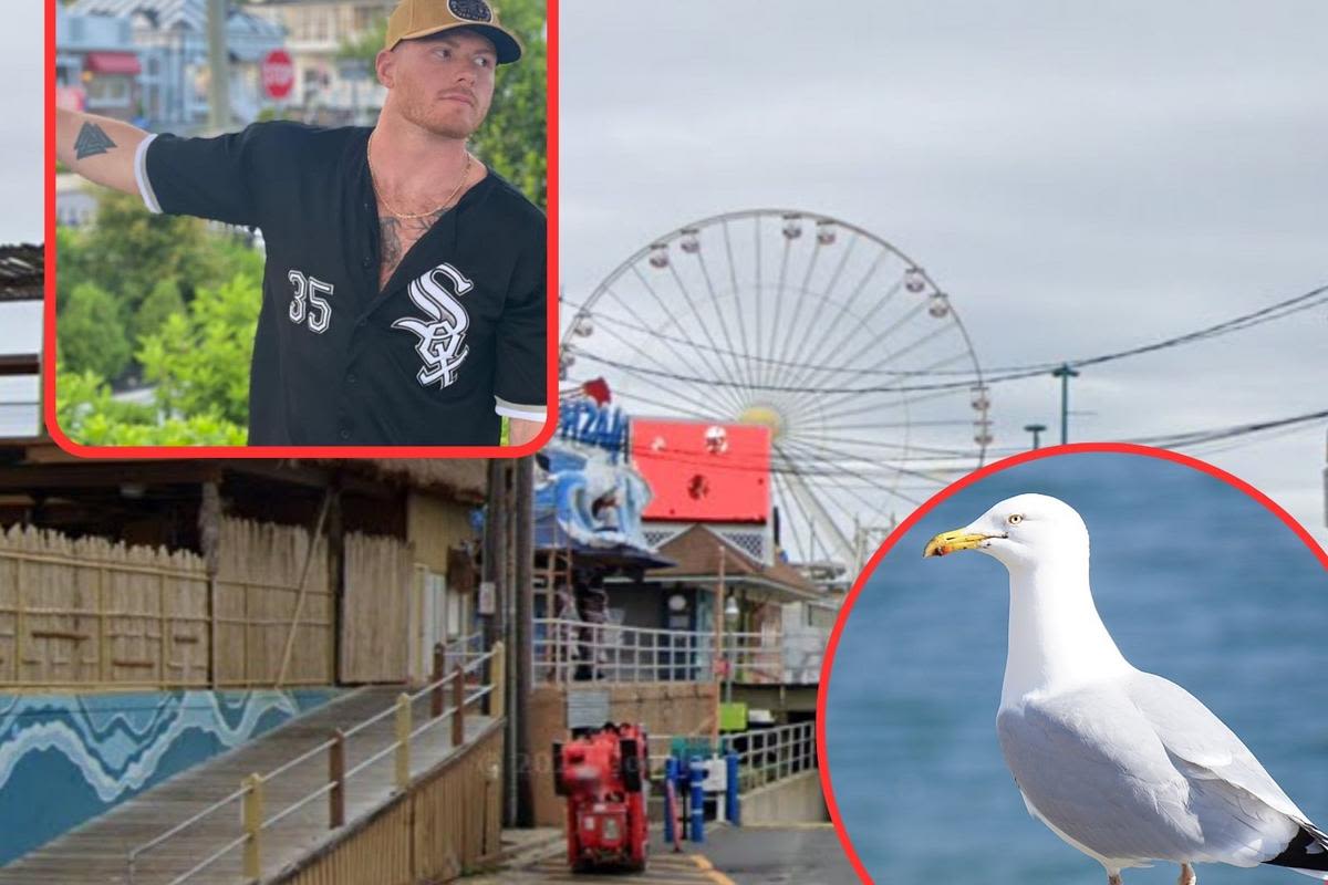 Animal cruelty arrest: NJ man accused of beheading seagull