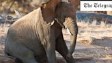 Discover how elephants greet their friends