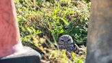 Cape Coral's burrowing owls may have gotten lucky during Hurricane Ian