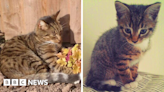 Missing Coventry cat found after vanishing for 11 years