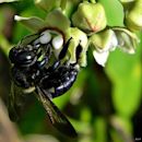 Carpenter bee