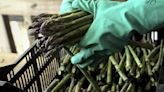 Empire Asparagus Festival returns