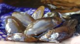 Salamander mussel, sentinel of river health, could be listed as endangered
