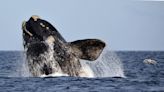 La historia de la ballena Rodocrosita: desde 1971 visita todos los años Chubut y marca un “hito significativo”