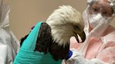 Bald eagle found with gunshot wound in Franklin has died; Wisconsin DNR is asking for tips