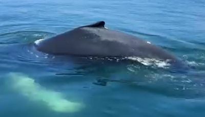 WATCH: Whales spotted in Ocean City, Md. during Memorial Day weekend