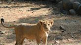 Man mauled to death by lions at his own zoo