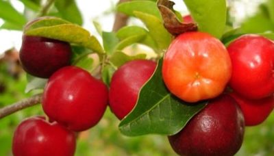 Oro rojo: la fruta que produce más colágeno, combate la gripe y las alergias, y también ayuda a rejuvenecer la piel