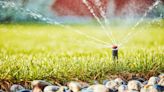 How often should you water your lawn in summer? Learn from the professionals and get it right