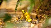 Why frogs and other amphibious 'climate captives' are 'the world's most threatened animals'