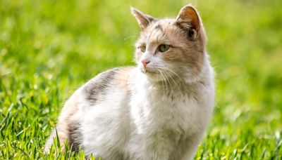 Woman Adopts Late Grandfather’s Cat and Begins Charity To Help Beloved Pets Find Second Homes