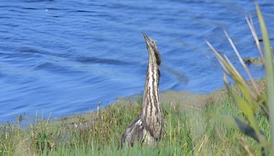 Bunyip birds and brolgas: How can we better protect species important to Indigenous people?