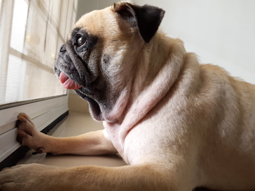 Funny Pug Wails Like a Baby After Seeing Mom Arrive Home From Work