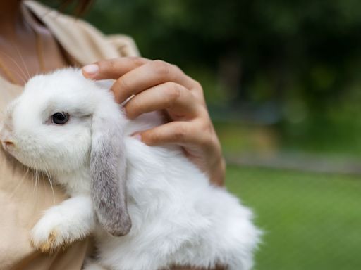 How long do rabbits live? Vet shares 5 tips for a long and happy life