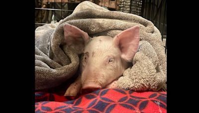 Baby pig headed to market falls off truck and gets second chance at life, rescuers say