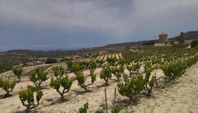 El moscatel de la Marina Alta y el de Málaga, hermanados: 'Compartimos una variedad de uva y un paisaje singulares'