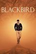 Blackbird