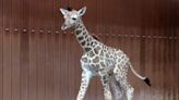 Milwaukee Zoo Giraffe Gives Birth to Calf in Front of Guests After Labor Progresses Quickly