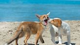 Discovery of the World's First Dog-Fox Hybrid Has Some Scientists Worried