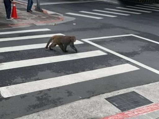 2獼猴內湖「深度旅遊」爬牆又過馬路 動保處：下山覓食