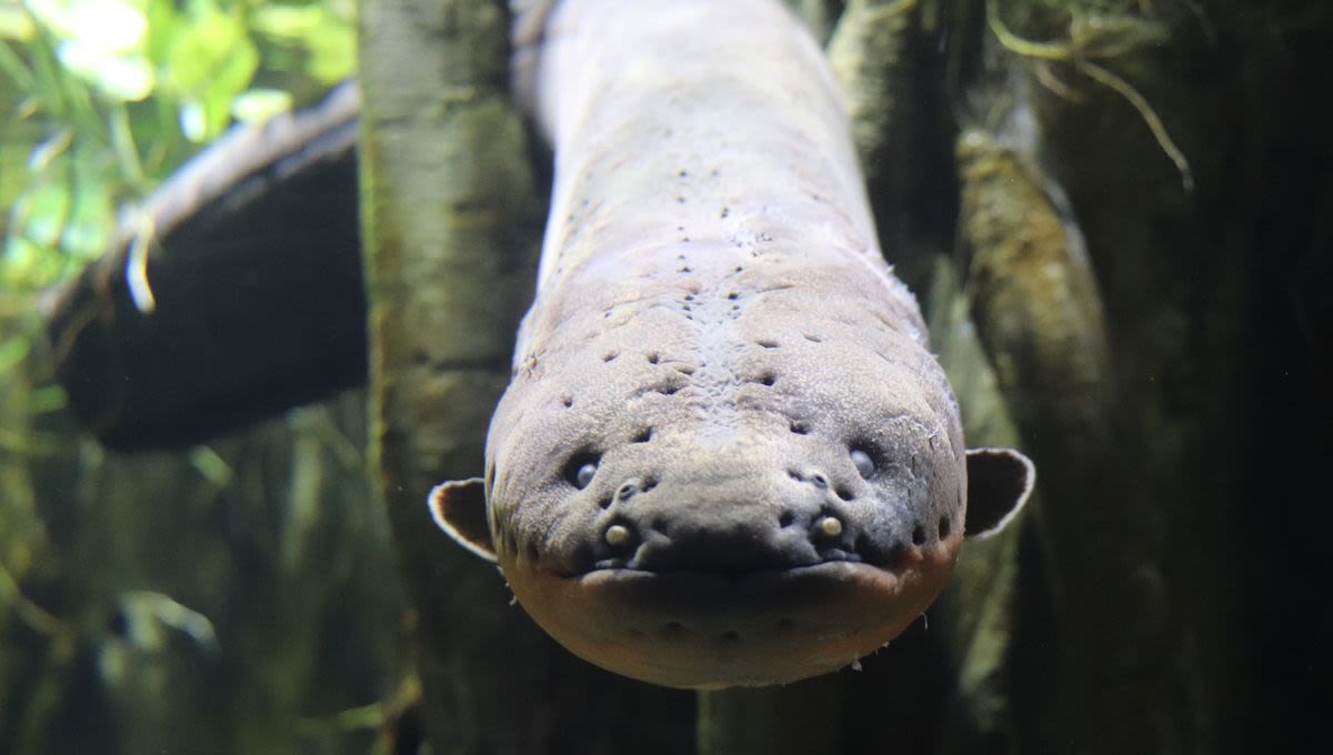 The Science Of Electric Eels: How Do They Generate Electricity To Hunt Prey?