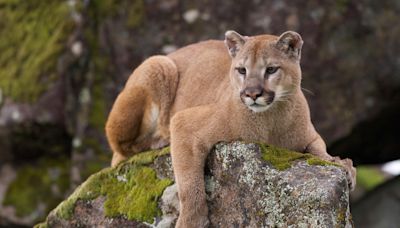 Why did authorities kill Malibu puma who attacked a boy? 'We don't have mountain lion jail'