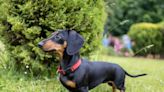 Dachshunds could face ban in Germany because of inherent health problems, highlighting wider dog breeding concerns