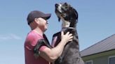 Watch: Iowa Great Dane dubbed world's tallest dog at 3 feet, 2 inches