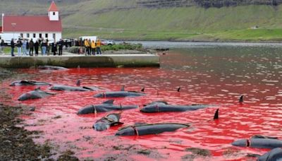 End this horror - sea in Faroe Islands turns red as 138 pilot whales slaughtered