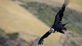 El cóndor andino de Sudamérica, el ave longeva y majestuosa que está amenazada por cebos tóxicos y plásticos