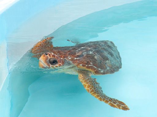 2 injured loggerhead turtles triumphantly crawl into the Atlantic after rehabbing in Florida