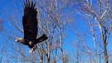 Eagle found in Connecticut could be added to endangered list