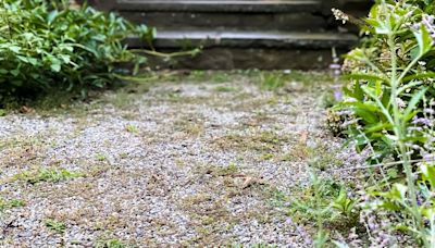 Ditch vinegar and salt for expert’s free home remedy to kill gravel weeds fast