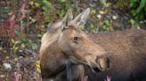 Moose kills Alaska man attempting to take photos of her newborn calves