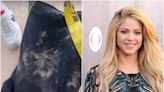 Shakira says she was 'attacked' and robbed by wild boars in a Barcelona park: 'They've destroyed everything'