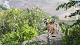 Madagascar travel guide: Everything you need to know before you go