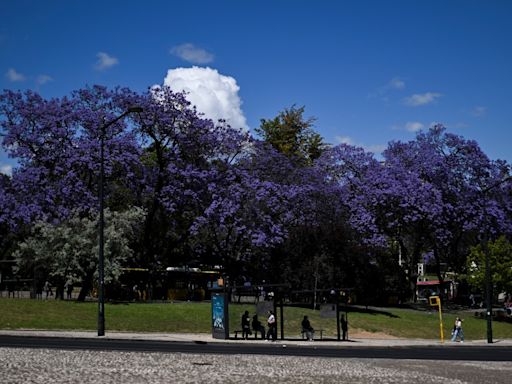 Jacarandás do Brasil colorem as ruas de Lisboa de azul e lilás; veja fotos