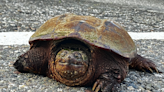 I’ve never seen so many snapping turtles