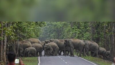 '450 families evicted from Assam's forest to reduce man-elephant conflict'