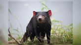 Columbus Zoo announces death of 4-year-old Tasmanian devil, Sprout