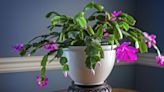 Want to Know How to Care for Your Christmas Cactus?