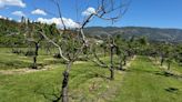 Okanagan tree-fruit farmers hope to salvage year with different crops after devastating winter freeze | CBC News