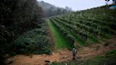 Italian wine makers accused of shady plan to grow grapes on damp hillsides prized by truffle hunters