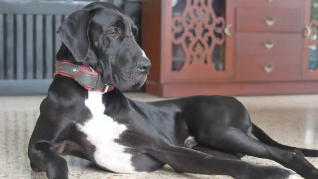 World’s Tallest Dog ‘Kevin’ Dies Days After Securing Record