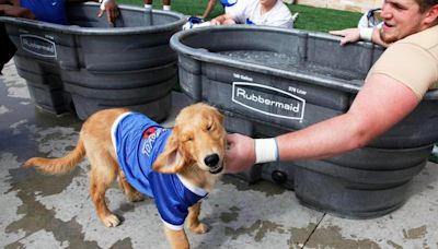 Three years ago: Goldie, TU's canine ambassador dies of cancer