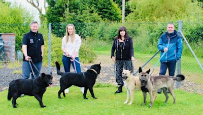 Abandoned dogs reunited with their rescuers one year on | ITV News