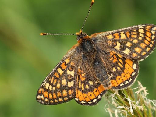 Rare butterfly species reintroduced to Wales