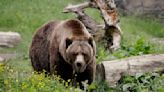 The federal government plans to restore grizzly bears to the North Cascades region of Washington