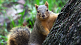 Squirrel's Up-Close Encounter with Disney Volcano Attraction Leaves Tourists Panicking