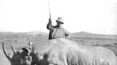 Rhino horns getting smaller due to poaching, 135 years of archive photos reveal